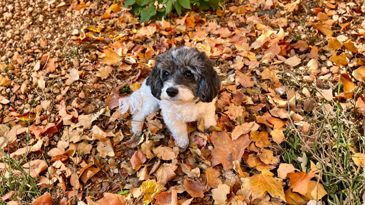 Meet Olivia: The Sweet Girl Who Never Met a Stranger