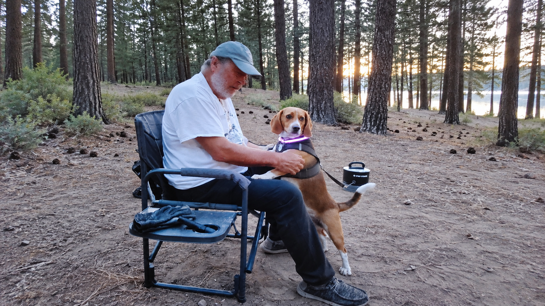 Baylee the beagle standing beside a seated family member at a wooded campsite with a black Pup Stack nearby