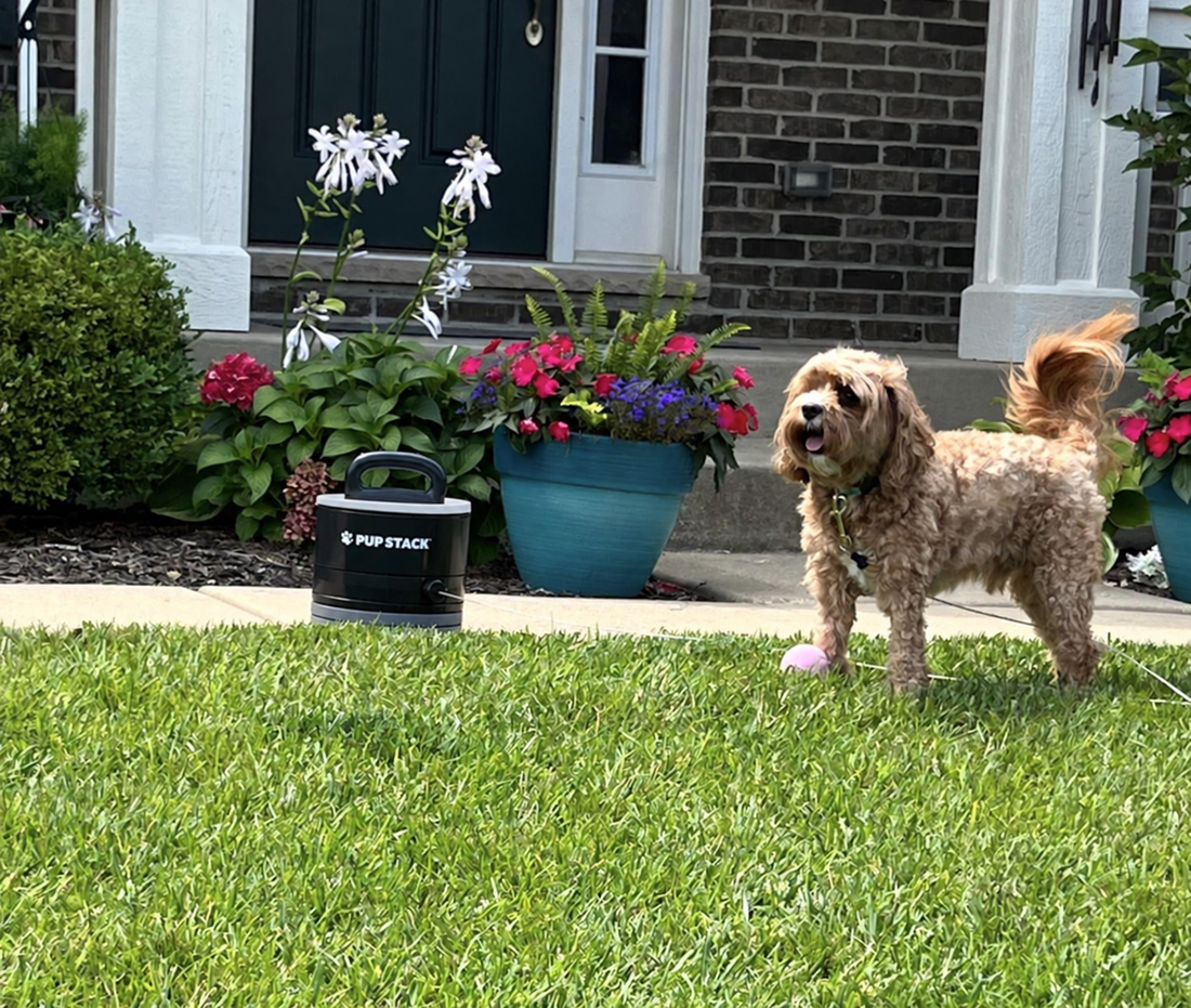 Jasper standing happily in the yard beside Pup Stack