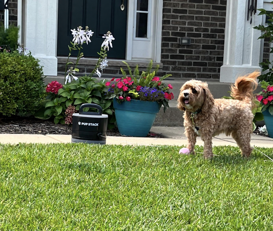 Jasper standing happily in the yard beside Pup Stack