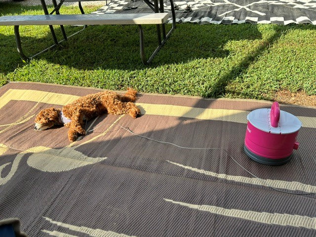 Bailie, a Mini Goldendoodle, relaxing at a campsite with a pink Pup Stack nearby