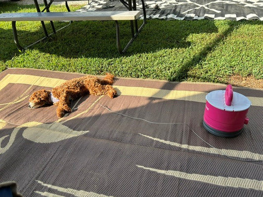 Bailie, a Mini Goldendoodle, relaxing at a campsite with a pink Pup Stack nearby