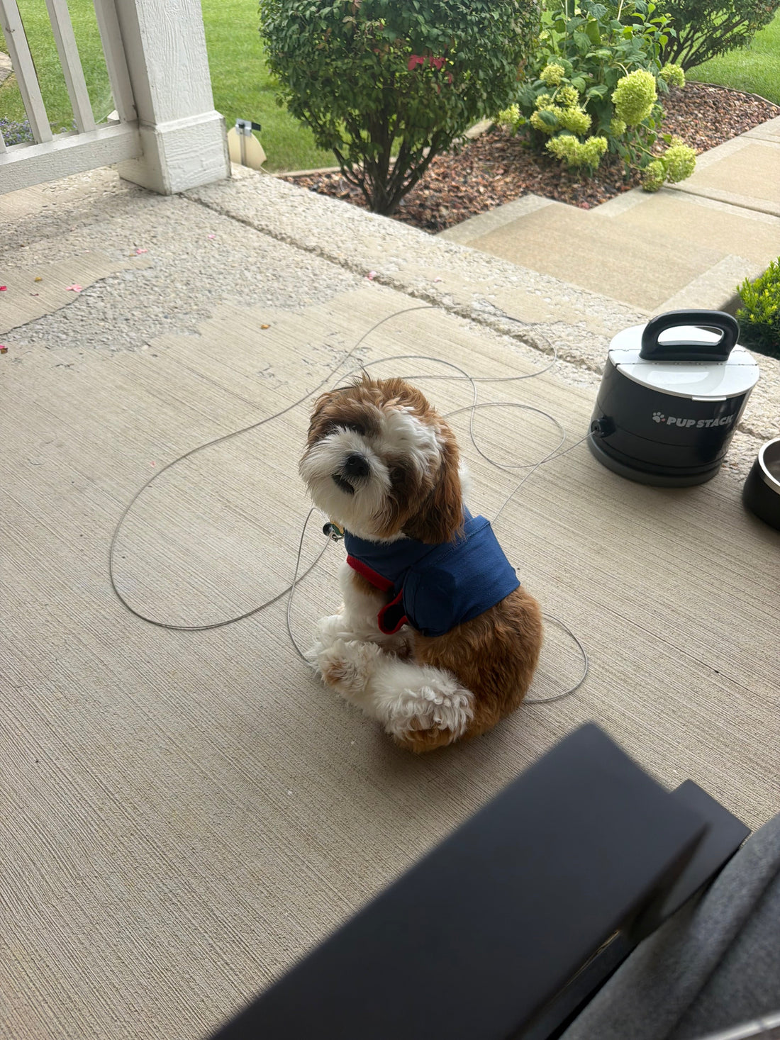 Gibby sitting on a porch beside a black Pup Stack