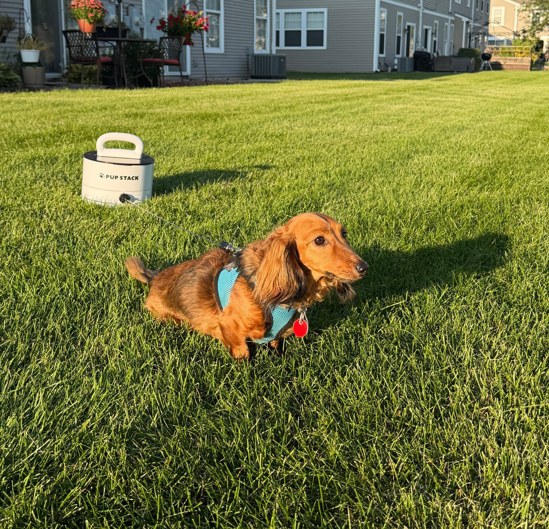Rudy, a miniature dachshund, standing in a sunny shared yard with Pup Stack nearby