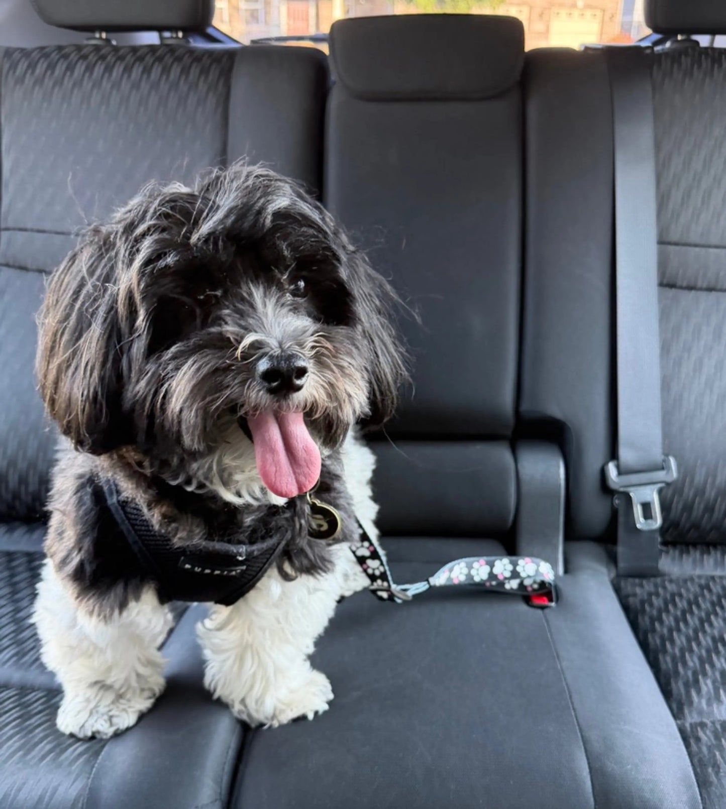 Dog Seat Belt